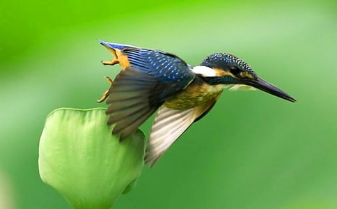 ���B�̌W�OӋ��˼