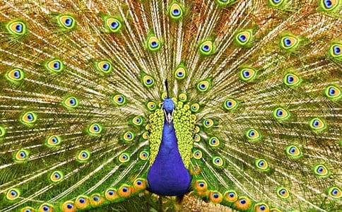 �P(gu��n)�ڿ�ȸ�����ļ��u�Z