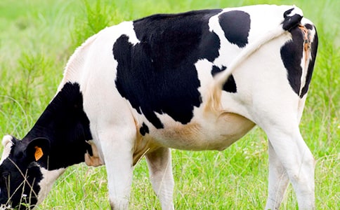 奶牛買賣合同協(xié)議