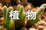 植物新品種保護(hù)條例