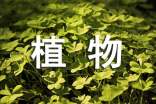 植物租擺合同范本