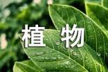 動物或植物觀察日記