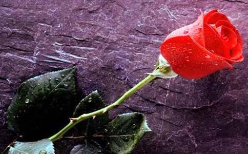 玫瑰的作文300字集合(7篇)